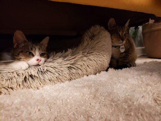 Relaxing under the couch