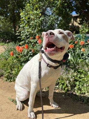 Previously Anxious and reactive client Nova enjoying her walk in downtown Davis