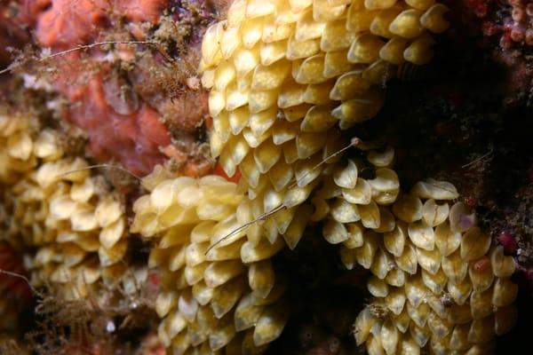 Carmel Bay State Marine Conservation Area