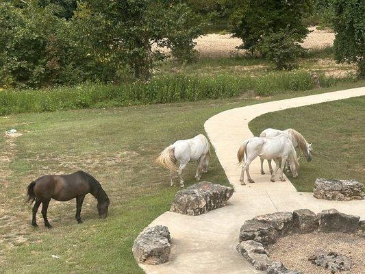 Wild horses seen from the restaurant balcony.