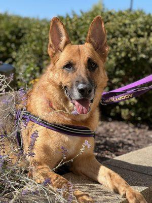 Von Ruger, proud patient of the hospital, recovered from starvation due to untreated EPI diagnosis. He received long term care.