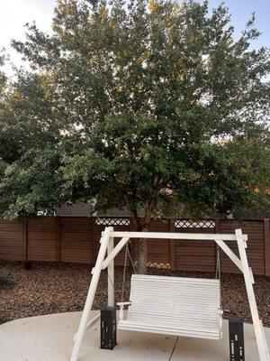 Live Oak Tree