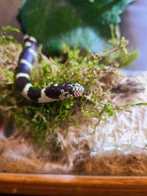 California Kingsnake