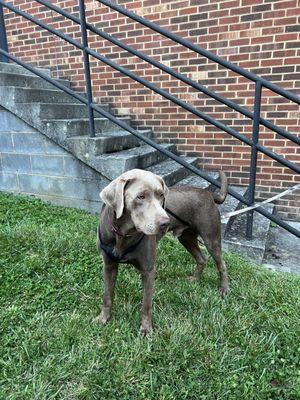 Dog in the patio