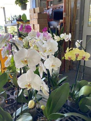 Orchid section