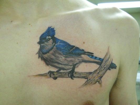 Blue Jay