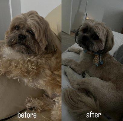 before and after grooming my shih tzu boy