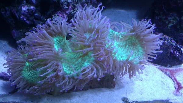 Awesome corals  for all budgets!