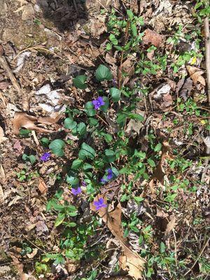 Wild Violets