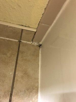 Mold on bathroom floor