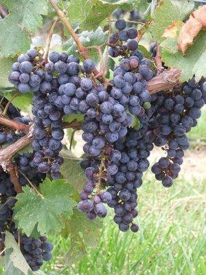 Pinot Noir -- a great classic grape rarely grown in Virginia