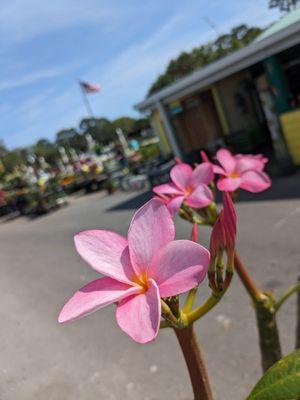 Busy Bee Lawn & Garden Center