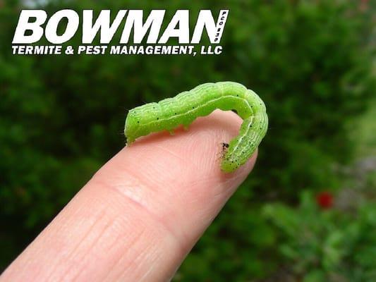 Ornamental Pest Solutions