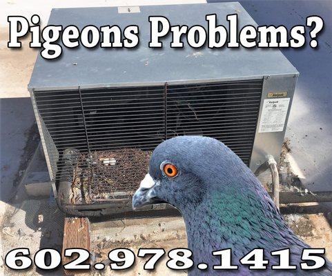 Pigeon Control Phoenix