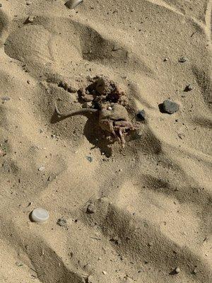 Decomposing rat in sandbox!