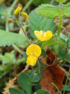 Tiny yellow flowers with dew drops on their petals.