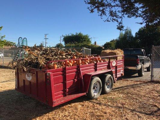 Kindergarten pumpkin patch.