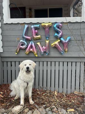 Arkoudas celebrating his 1st birthday!