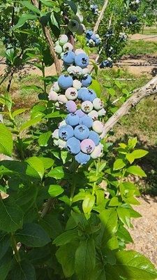 Sunshine Valley Berry Farm