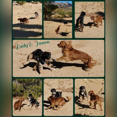 Play pals and socialization is great when it's in a safe environment, and that's how it is at Joshua Tree Pet Resort