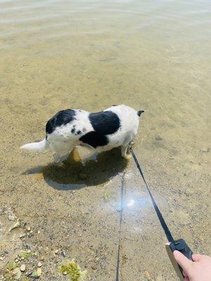 Claire at the doggy beach!