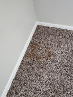 Carpet stains