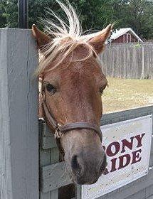 Don't forget the Pony Rides!