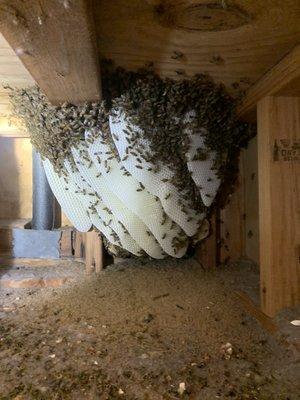 Live bee removal in attic