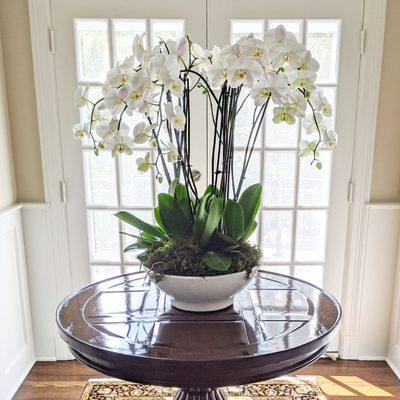 Custom Residential Orchid Arrangement