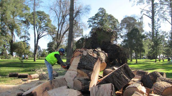 Coastal Tree Service