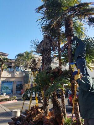 Our crew does a wonderful job on all types of palm trees!