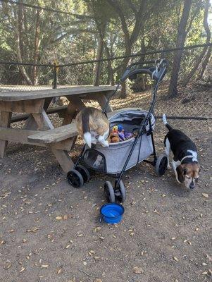 Dog sneaking into stroller looking to for food