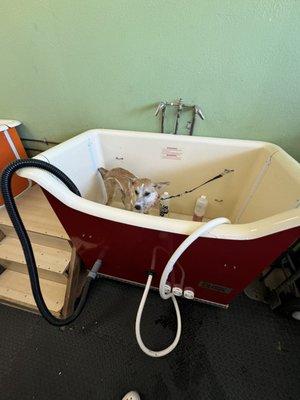 Dog bath, grooming