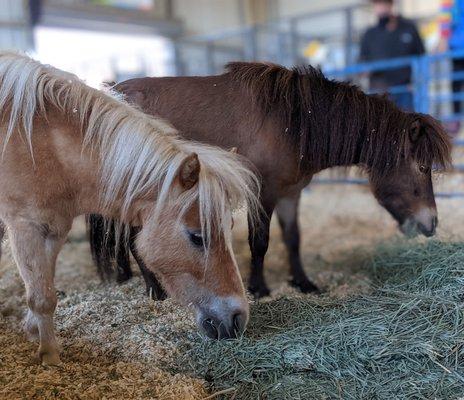 Ponies at animal exhibit