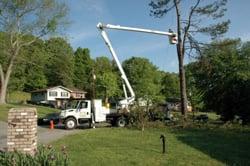 Professional Tree Removal