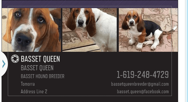 We have Basset hound puppies born on 3 21 14