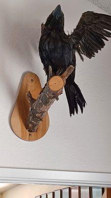 Raven on wall watching over the dining room