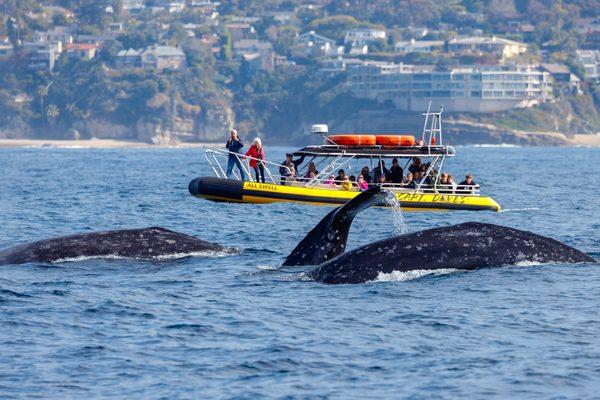 Capt. Dave's Dana Point whale watching zodiac viewing gray whales