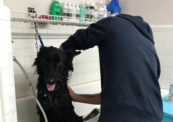 grooming at Noahs Ark Boarding Kennel