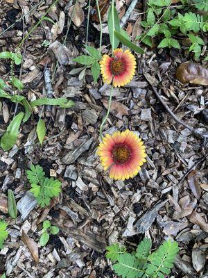 Flowers in butterfly & pollinator garden