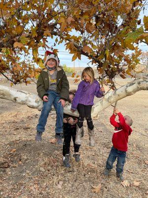 Grandkids and Sycamores