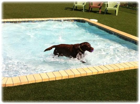 Your pet will splash and play the day away in our state-of-the-art saline pool!