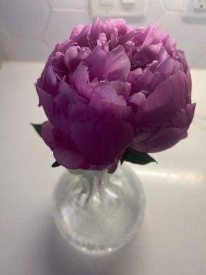 Bought this beautiful pink peonies yesterday! Absolutely stunning