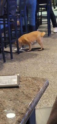 This is a picture of the dog eating off the plate that she placed down there.