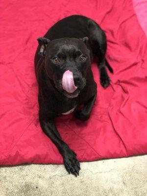 Stella absolutely enjoyed her afternoon snack in our boarding facility