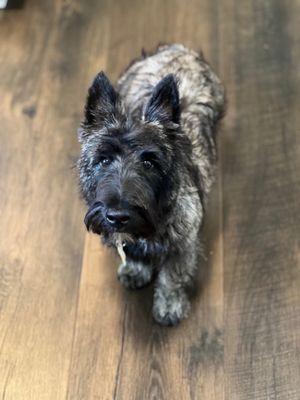 Dapper Doggie