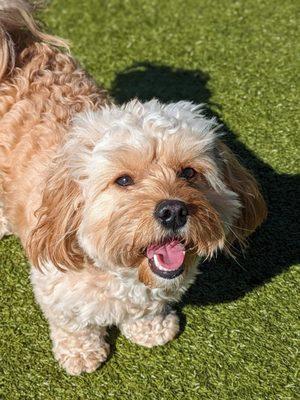 My dog Archie having a great time at Ruffin Inn.