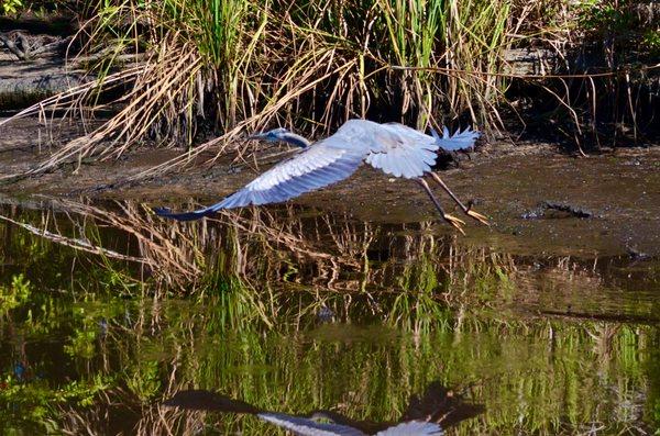 Great Blue Heron