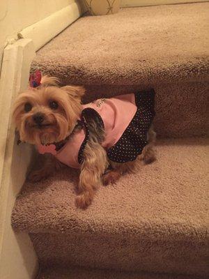 Phoebe looking fresh and clean! The cute Bandana and Bow were the perfect touch