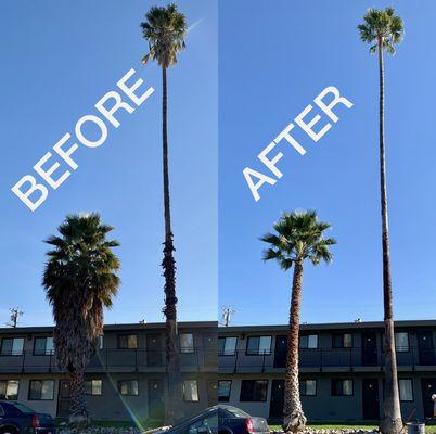 Trimming and skinning of palm trees at an apartment complex.